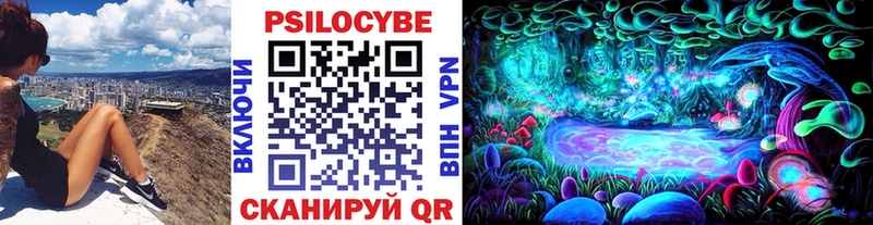 сколько стоит  Мезень  площадка как зайти  Псилоцибиновые грибы Psilocybine cubensis 
